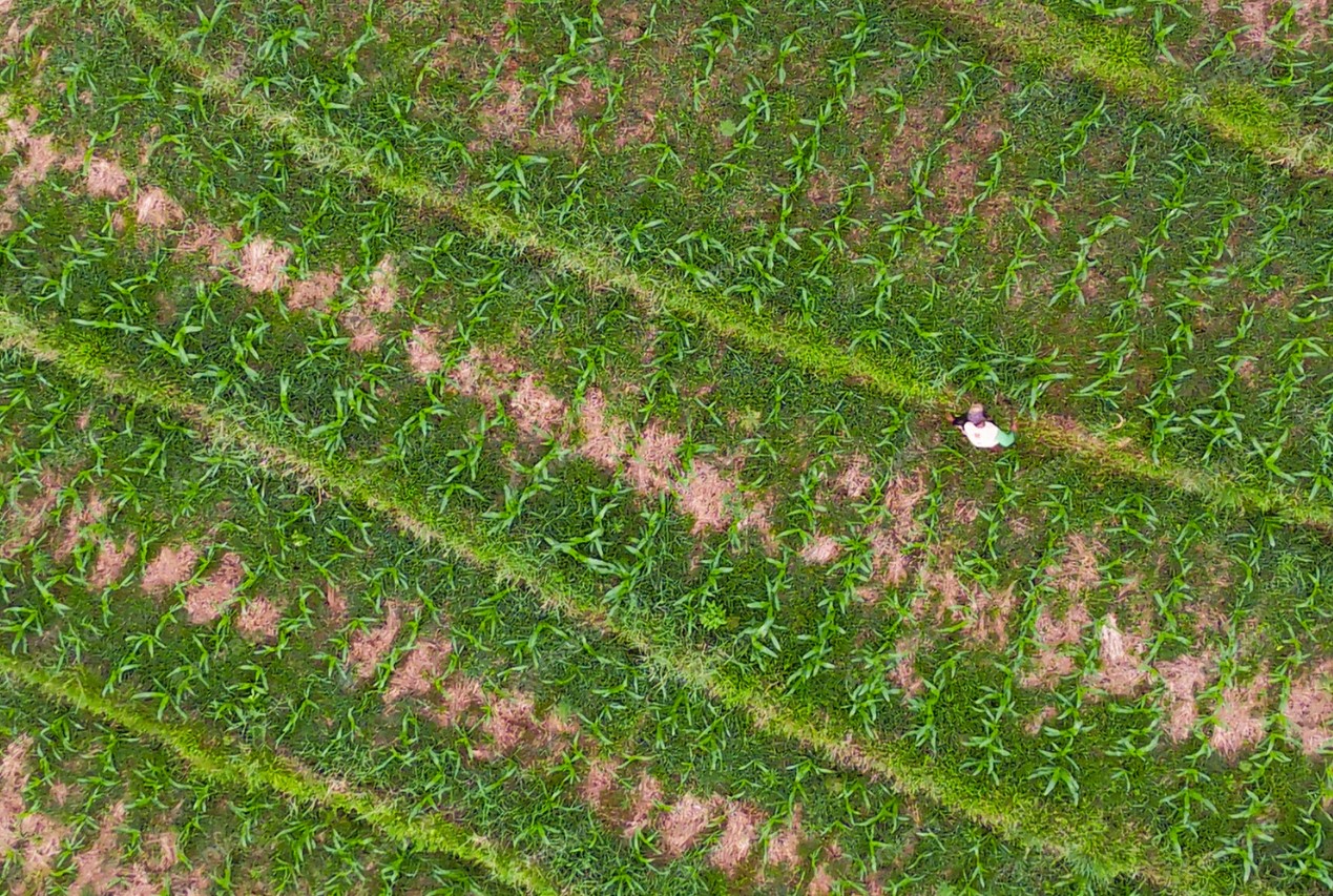 Aerial view of a farmer in a field with distinct crop rows.