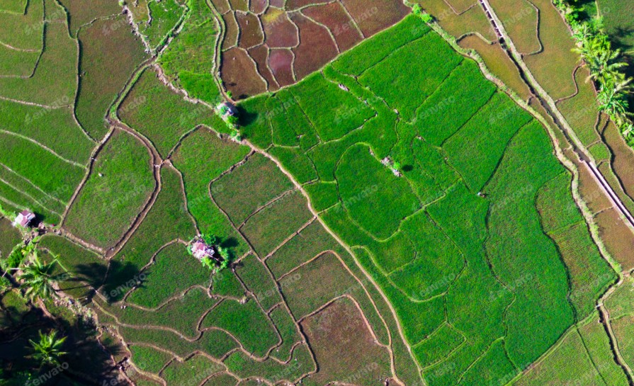 Aerial view of paddy fields showing varying green tones.